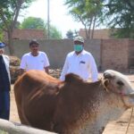 Better Cattle Farming at household Level A Session at Barkat Project 2 scaled 1- The NGO World Foundation