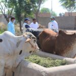 Better Cattle Farming at household Level A Session at Barkat Project 5 scaled 1- The NGO World Foundation